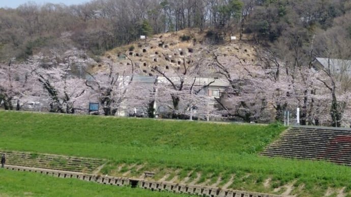 埼玉の桜はまだ散らず