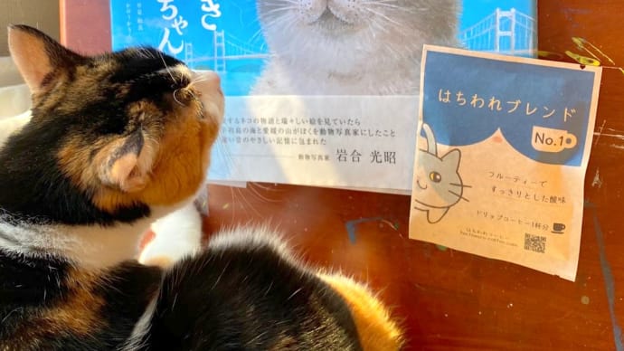 かなしきデブ猫ちゃんとはちわれブレンドと牡丹