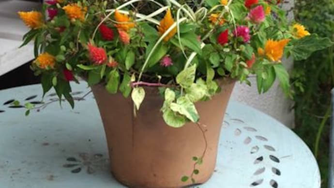 ハーブマリーゴールドの寄せ植え