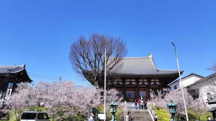 熊谷桜 (熊谷市・石上寺)