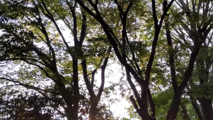 朝散歩、気分爽快♪