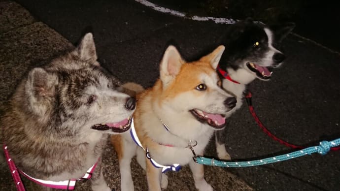 夕方の散歩はゆめちゃんと一緒(^^)