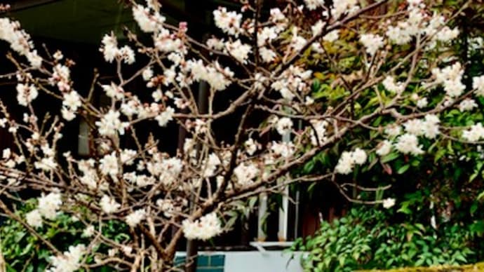 早春断想　私的「桜を観る会」