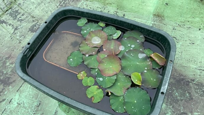 明日は大雨になるらしい