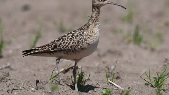 粟島の野鳥たち コシャクシギ