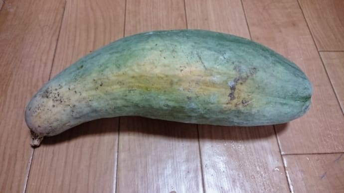 今年の宿儺かぼちゃ