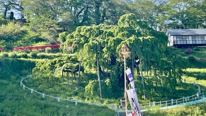 新緑の滝桜