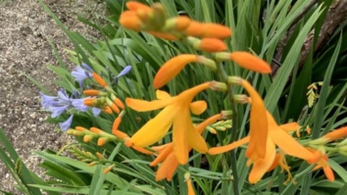夏の花へと