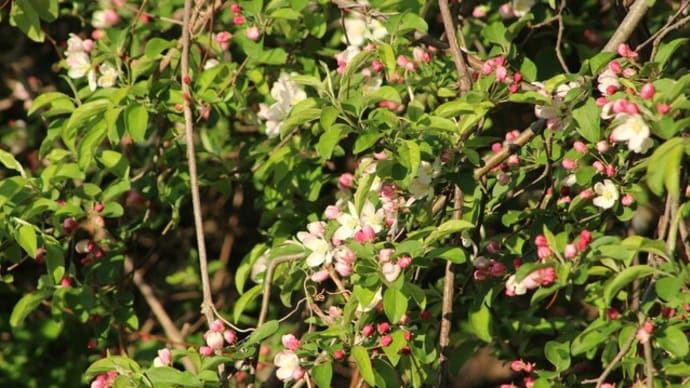 4月20日朝の公園で