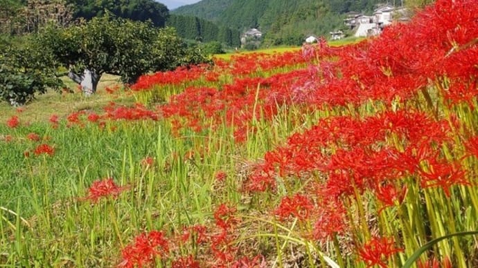彼岸花咲く仏隆寺から伊勢本街道へ
