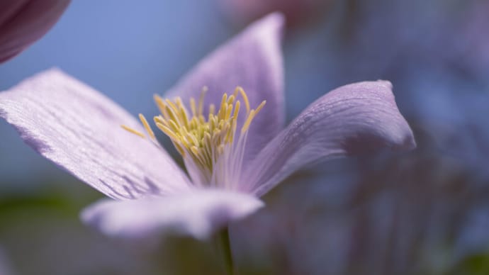 ●我が家の４月の花（9）　クレマチス・モンタナが開花　　アルメリア（アルマダ）　ジニア　アゲラタム