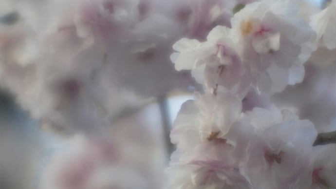 a blossom