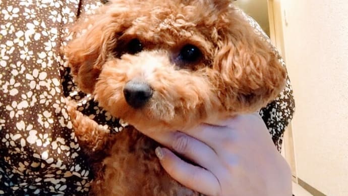 新しい家族迎えました九ヶ月と二週間経過