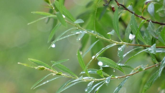 今日も、午後になって土砂降りの雨が・・(´▽｀*)💦