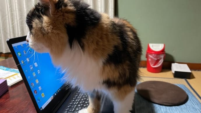 メダカをプラケースに移しました