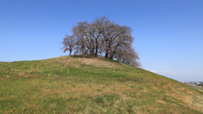 白石稲荷山古墳の桜2023