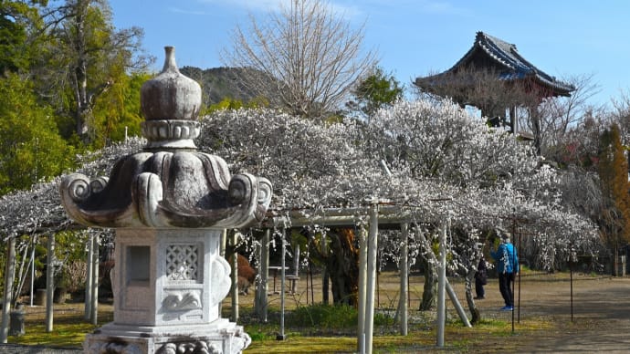 本東寺の「慧日梅」、春を告げて 梅の花 満開 (2022年2月9日)