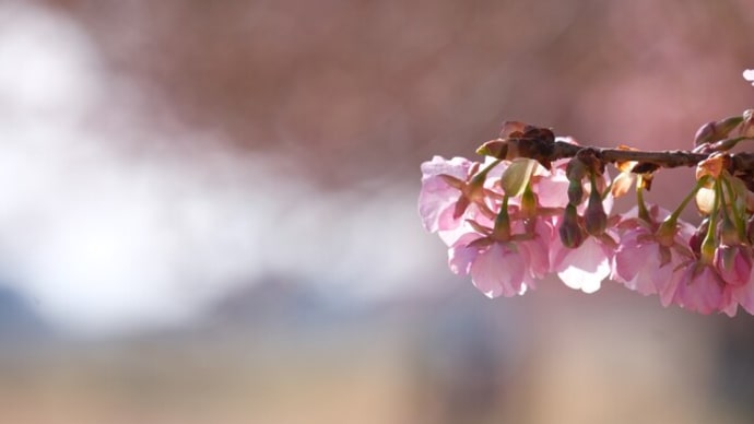 【桜】江戸川河川敷(市川市)の河津桜が五分咲きでした Kawazu cherry blossoms were half in bloom (3/6/2022) 【X-T4】