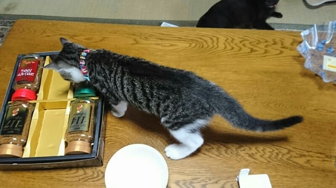 たい坊と美柑