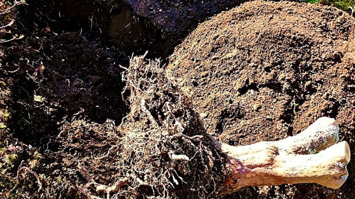 台風がもたらした塩害で枯死寸前のエゾシャクナゲを伐採し、抜根作業を行いました