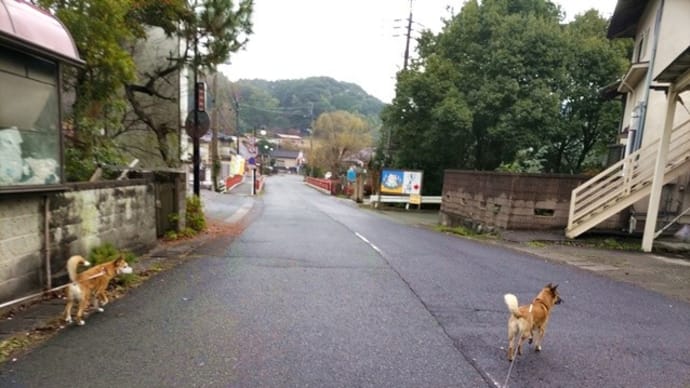 冬休み犬連れ車中泊の旅・6日目「RVパーク Smart湯の迫温泉 大平楽」