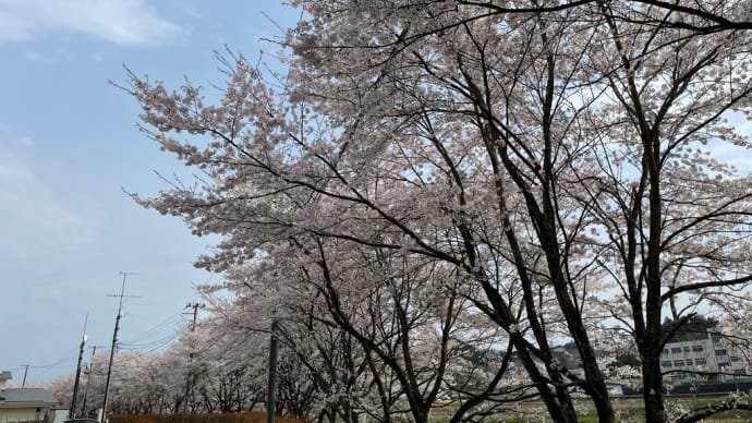 今日の桜