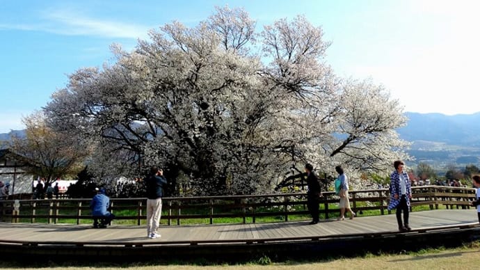 03/29思い出の桜見物の旅-2:(南阿蘇「高森千本桜」、「一心行の大桜」見物他)