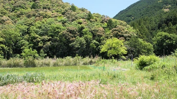 うちの田畑 2019月5月23日の様子
