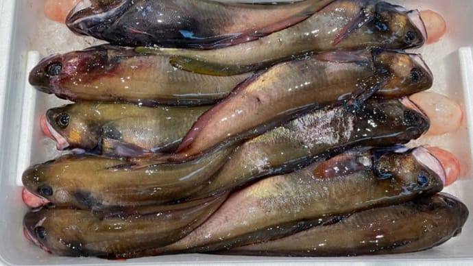 今週は水曜日が魚市場休場です