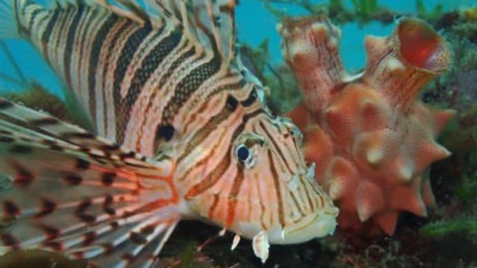 ☆☆九十九島の生き物たち☆☆