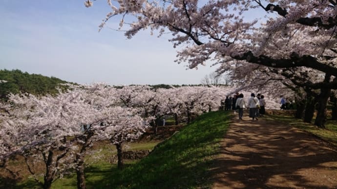 すごい!五稜郭公園桜