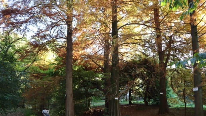小石川植物園コース 約3.7km