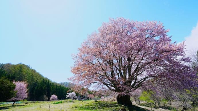 針山の天王桜(群馬県片品村 2025.4.29撮影)