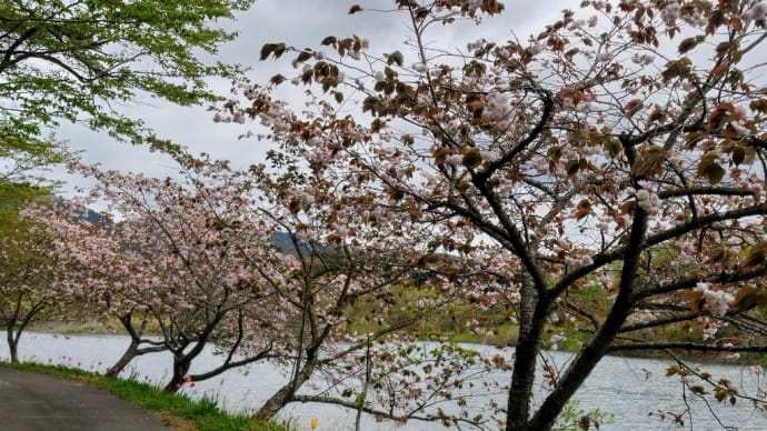 4月22日（月）右近清水の遅咲き桜、その後