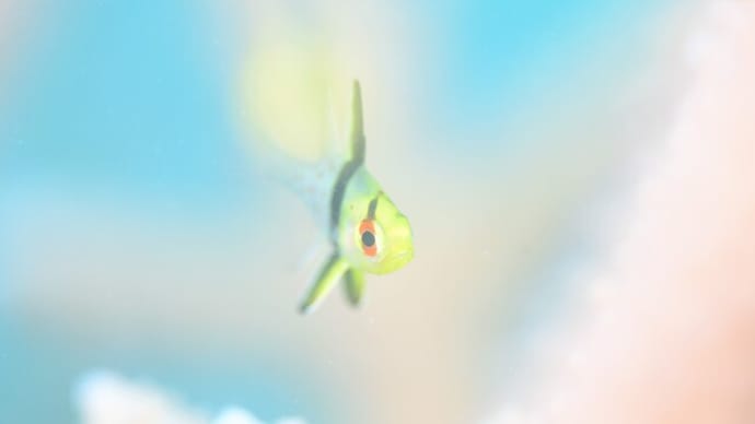 可愛いくて綺麗なマクロ生物たち!!、8月12日の海。☆