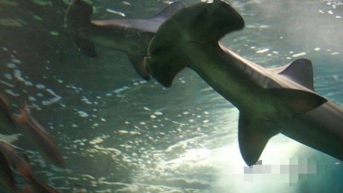 【水族館めぐり21】 ハンマーヘッドシャーク