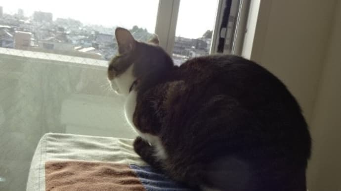 かあちゃん 遊んでニャ