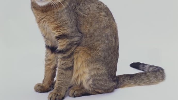 あれってそれって何種類くらい居るの ~ 猫の品種