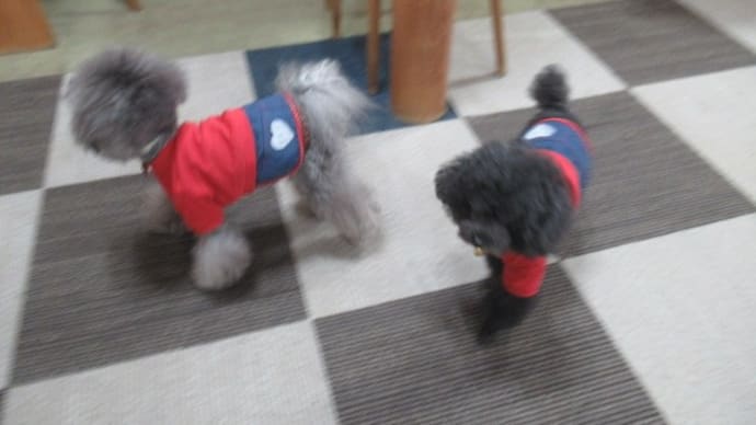 21/02/25 犬の幼稚園BuddyDog