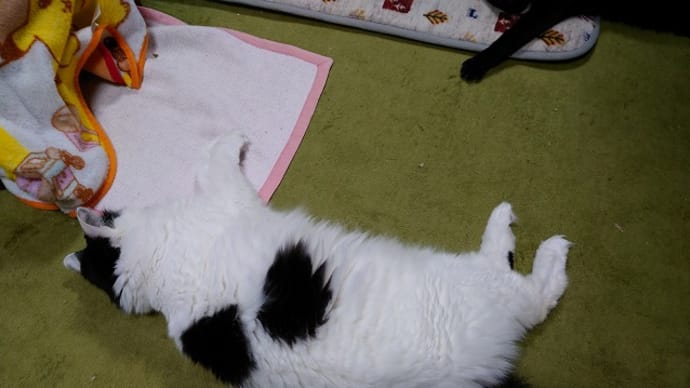 動きのない1日…