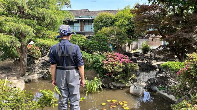 川崎市中原区の個人邸の池のメンテナンスを行いました。