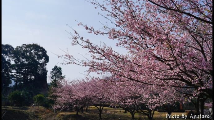 青空にピンクが映える~早咲き桜満開