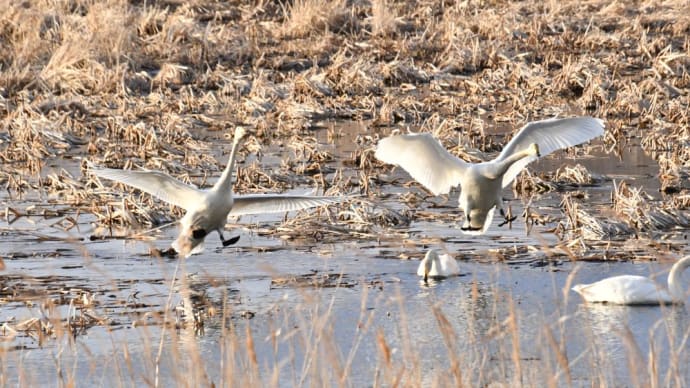 白鳥とエゾシカ…ツーショット