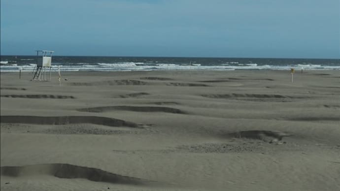 九十九里浜は約66km、とても歩けませ～ん。 浜辺近くで出会った・・・