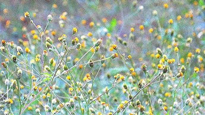 黄昏時のコセンダングサと虫は虫でもひっつき虫。