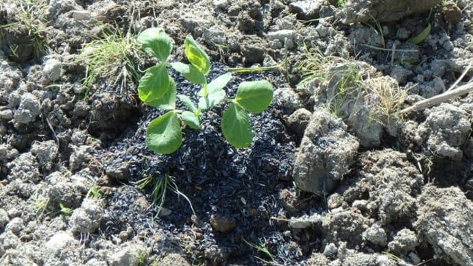 エンドウの植え付け その2
