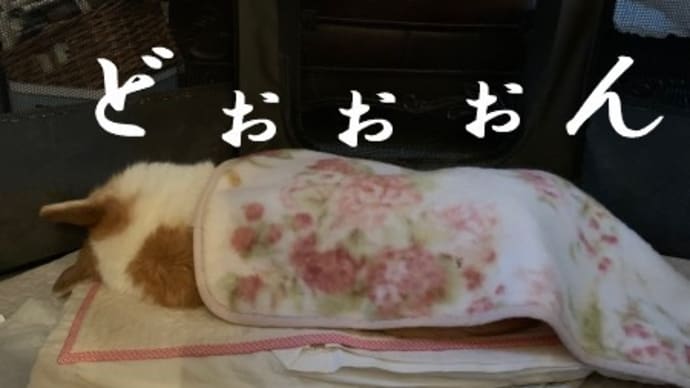 このドヤドヤ感…