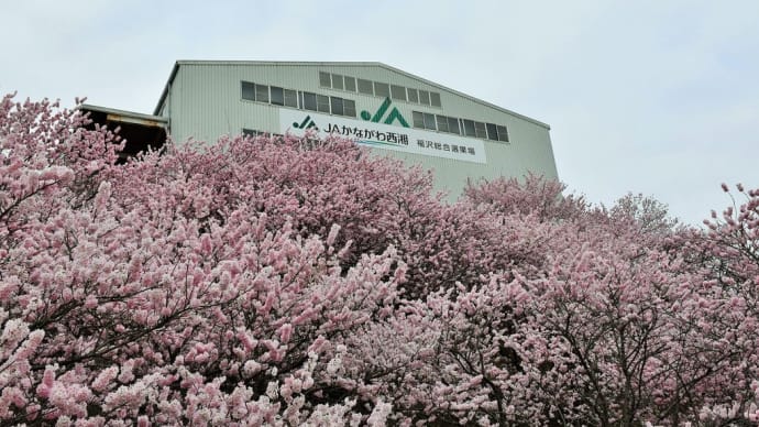 春めき桜狩り 神奈川県南足柄市千津島付近 一ノ堰ハラネ(3)斜面を流れてるピンクの花びら