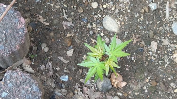 すくすく育ってるくまの花園の紅葉の赤ちゃん達〜の巻