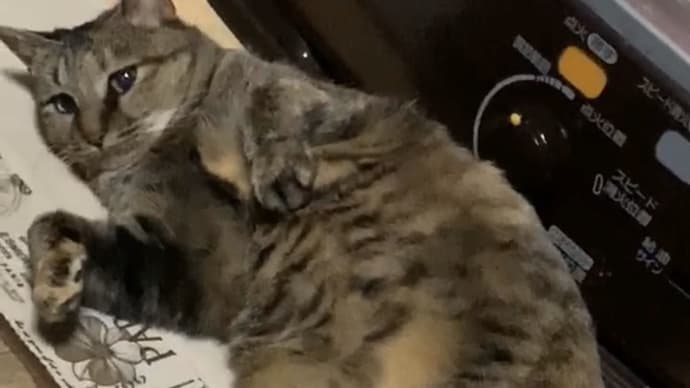 くつぎのチー。